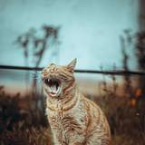 Cat Yawning Wallpapers