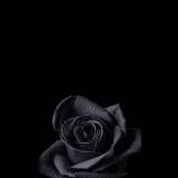 Dark DP Wallpapers
