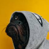 Funny PFP Wallpapers