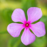 Madagascar Periwinkle Wallpapers