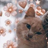 Cat PFP Cute Wallpapers