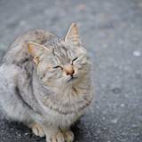 Closed Eyes Animals Wallpapers