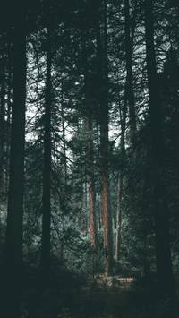 moody forest wallpaper